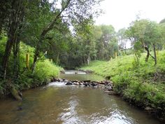 a stream running through a lush green forest