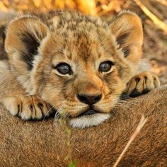 a young lion cub is resting on the back of an adult lions head and looking at the camera