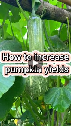 how to increase the pumpkin yield in your garden or yard with watermelon plants