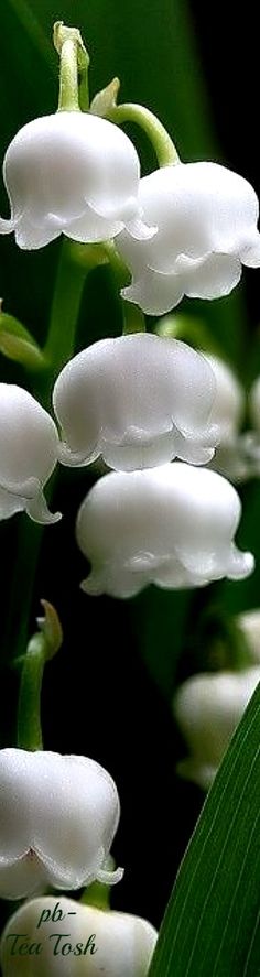 lily of the valley flowers are blooming on green stems with large, white petals