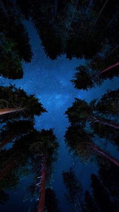 looking up at the night sky through tall trees