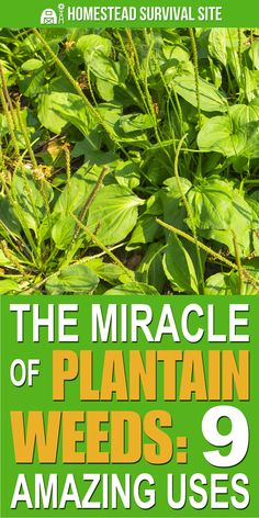 the book cover for the miracle of plantain weeds 9 amazing uses