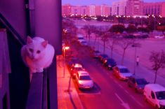 a white cat sitting on top of a window sill next to a parking lot