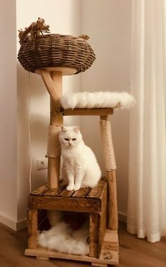 a white cat sitting on top of a wooden chair next to a wicker basket