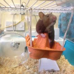 a mouse sitting on top of an orange object in a cage