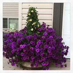 purple and yellow flowers are growing in a planter on the side of a house