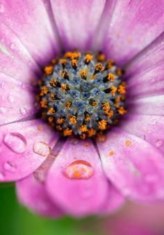 the center of a pink flower with water droplets on it