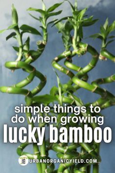 a bunch of lucky bamboo plants with the words, simple things to do when growing lucky bamboo