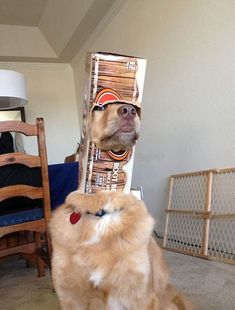 a dog is sitting on the floor with a cardboard box on its head that looks like an egyptian god