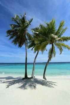 two palm trees sitting on top of a sandy beach next to the ocean and blue sky