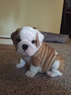 a brown and white puppy sitting on top of a carpeted floor next to a wall