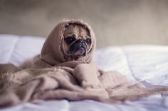 a pug wrapped up in a blanket on top of a bed with the caption'que si corro por la mana