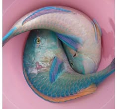 two fish in a pink bowl with the caption instagram on it's side