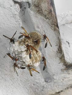 a group of ants on top of a white flower in front of a stone wall