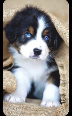 a puppy that is sitting under a blanket