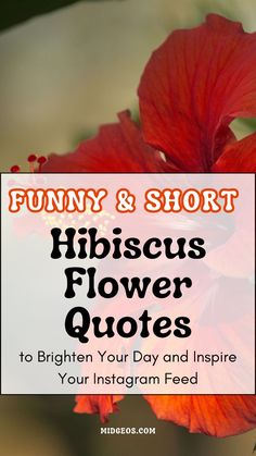 red flowers with text that reads funny and short hibiscus flower quotes to brighten your day and inspire your instagram feed