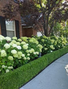 a row of green bushes next to a house