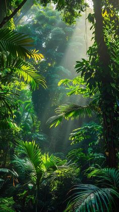 the sun shines through the trees and leaves in the rainforest forest, with sunlight streaming through