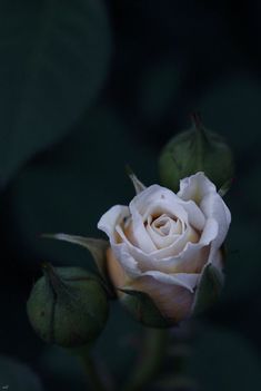 a white rose is blooming in the dark night time light, with green leaves surrounding it