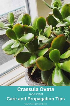 a close up of a plant in a pot with the words crassula ovata care and propagation tips