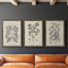 three framed botanical prints hang on the wall above a leather couch in a living room