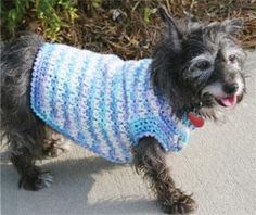 a small dog wearing a blue and white sweater on the sidewalk with his tongue out