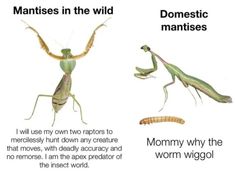 two different types of mantisses in the wild, one with long legs and one without