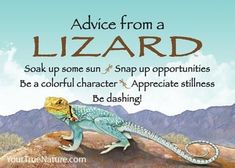 an image of a lizard that is on top of a hill with the caption advice from a lizard