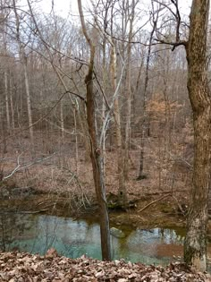 a bench sitting next to a river in the woods