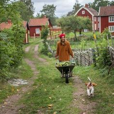 a man pushing a wheelbarrow with vegetables in it and a dog walking behind him