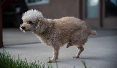 a small white dog standing on top of a sidewalk next to green grass and a building