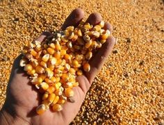 a hand holding corn kernels in the middle of an open area with dirt and grass