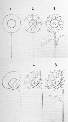 how to draw a sunflower step by step for beginners with pictures and instructions