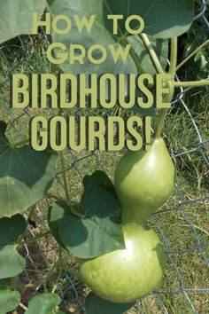 two green pears hanging from a tree with the words how to grow birdhouse gourds