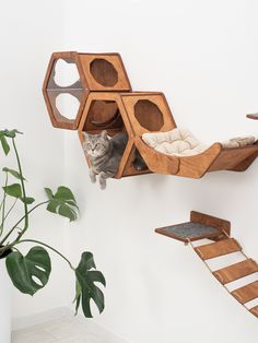 a cat sitting on top of a wooden shelf