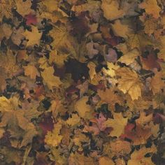 an image of autumn leaves on the ground