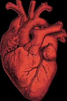 a drawing of a heart with two valves