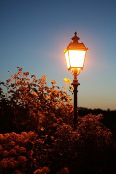 a street light sitting in the middle of some bushes and flowers at night with the sun shining on it