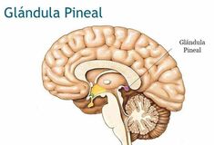 La glándula pineal: el enigma de nuestra mente - La Mente es Maravillosa Forever Products, Kundalini Yoga, Neuroscience, Health And Beauty, Mario Characters, Fictional Characters