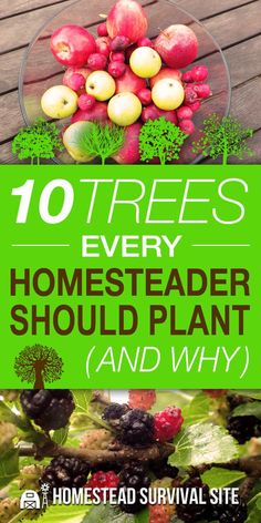 the title for 10 trees every homesteader should plant and why