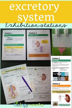 the excretory system is shown with instructions for each item in this book,