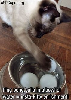 a cat is playing with three balls in a bowl on the floor and captioning, ping pong balls in a bowl of water = insta - kitty enrichment