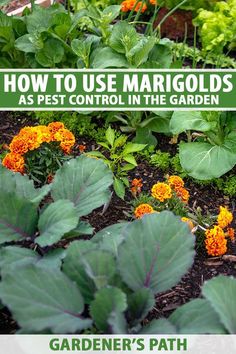 the garden is full of plants and flowers with text overlay that reads how to use margolds as pest control in the garden