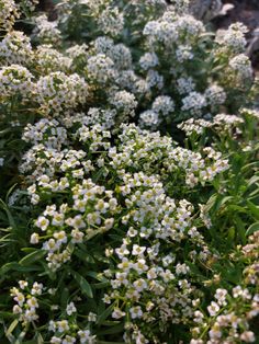 flower plant landscape greens design white plants Alyssa Season, Alondra Aesthetic, Elli Aesthetic, Alyssa Core Aesthetic, Aly Core, Sweet Alyssum Flower, Alyssa Aesthetic, Alison Core, Alyssa Core