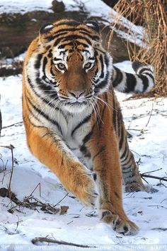 a black and white photo of a tiger running in the snow