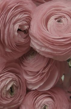 pink flowers are arranged together in a bouquet