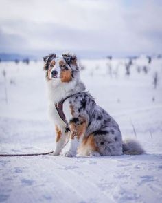 a dog that is sitting in the snow