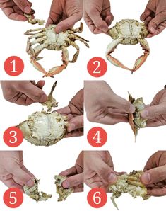 instructions for how to hold a crab in your hands