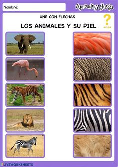 a poster with pictures of different animals in spanish