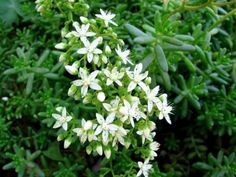 small white flowers are growing in the grass